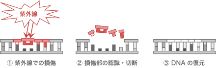 1.���O���ł̑����A2.�������̔F���E�ؒf�A3.DNA�̕���